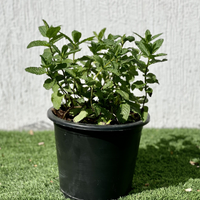 Mint Plant or Mentha