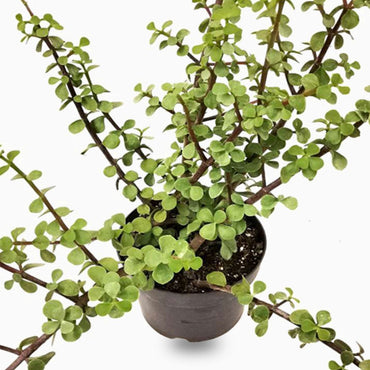 Portulacaria afra “Elephant Bush”