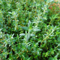 Zaatar Herb “Organic” Thyme