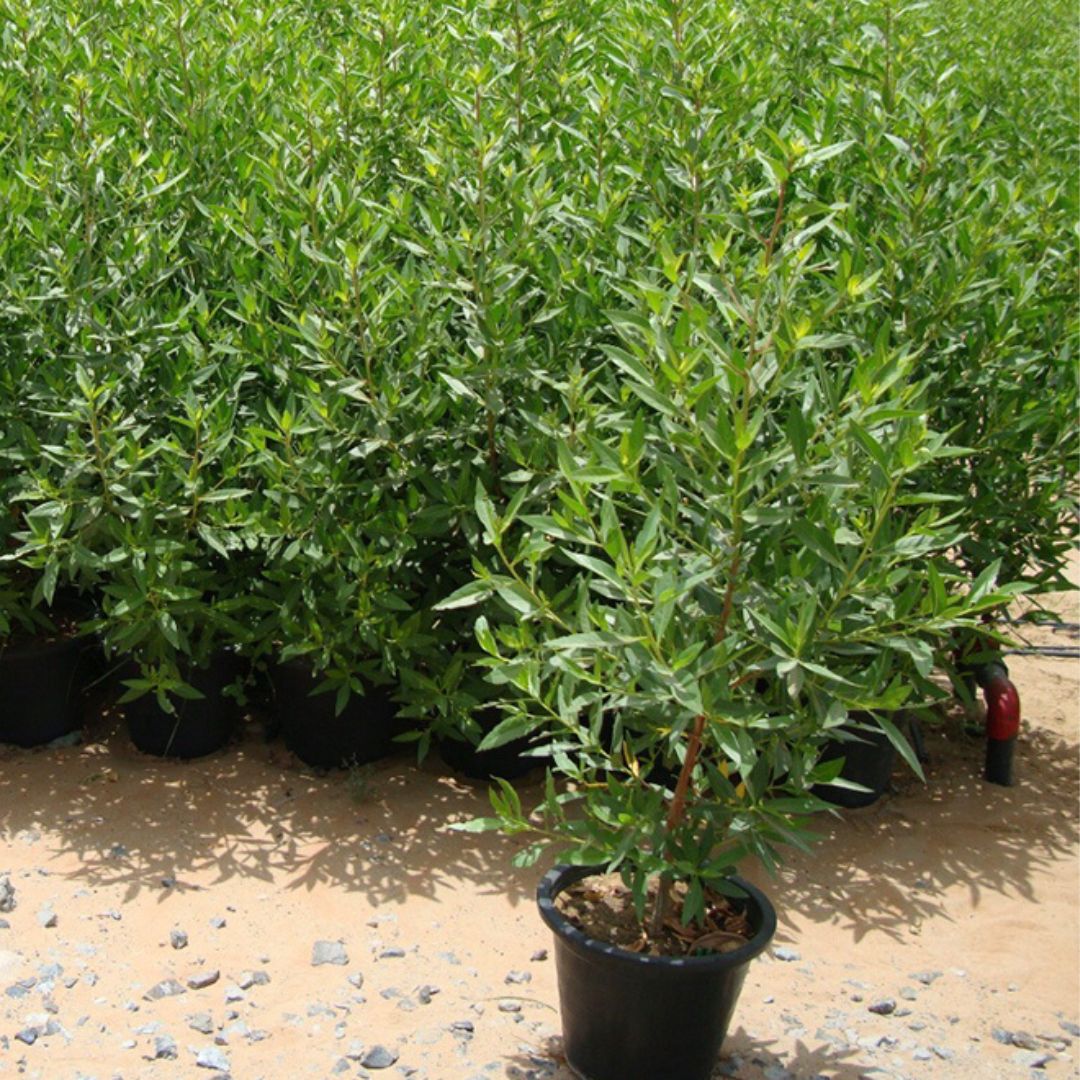 Conocarpus erectus ‘Saudi’ or Damas tree دمس