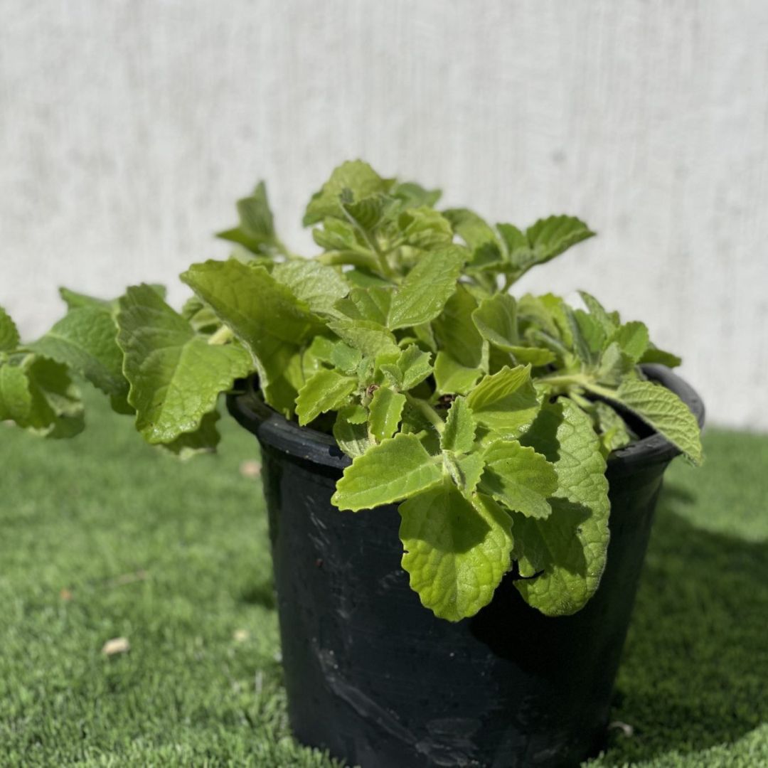 Cuban oregano Herb “Ajwain”