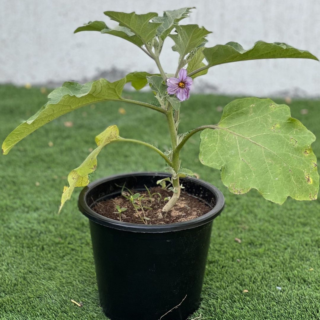 Egg Plant