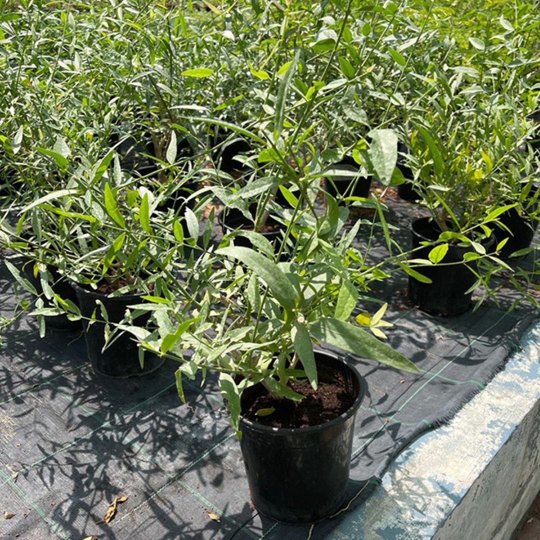 Salvadora persica, Miswak Plant or Toothbrush Tree 30-50cm