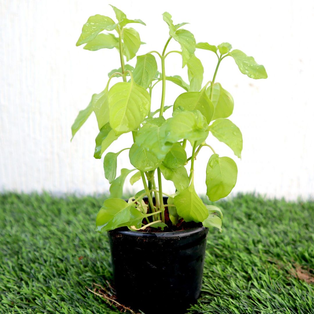 Asystasia Gangetica Green “Chinese Violet” 10-15cm