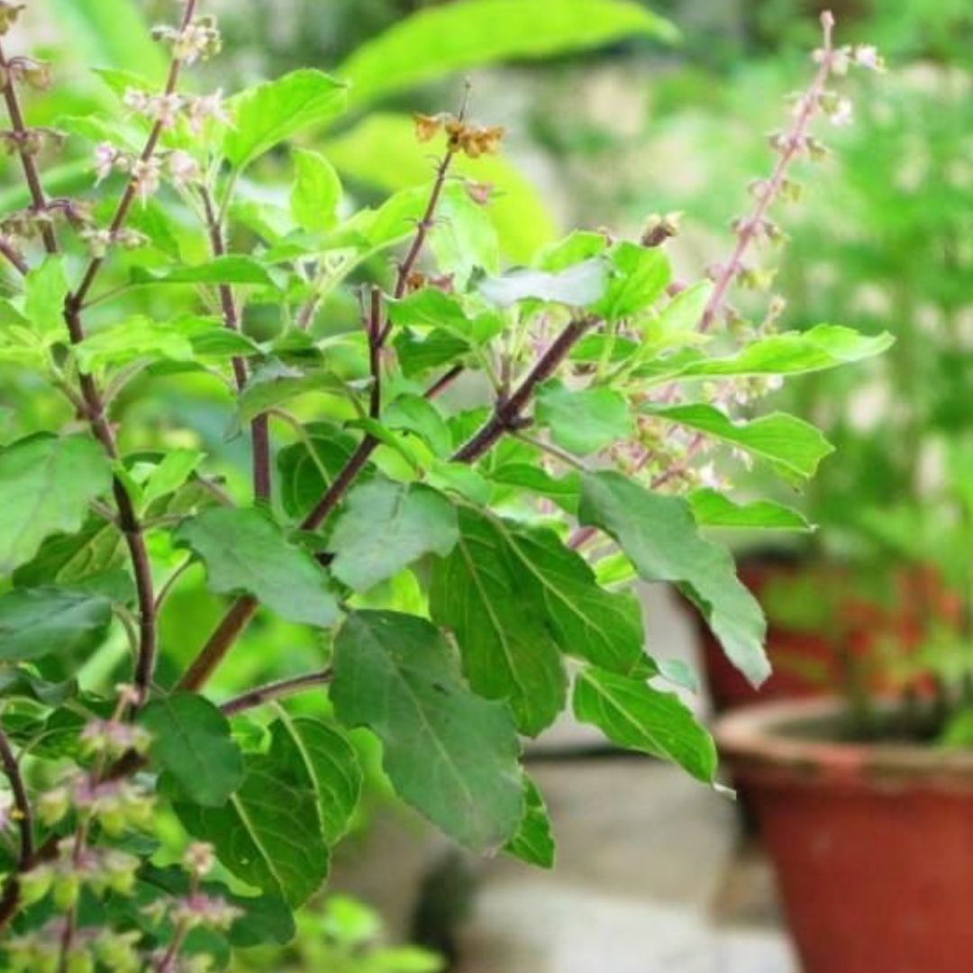 Ocimum tenuiflorum/Tulsi plant/Holy Basil (20-30 cm)
