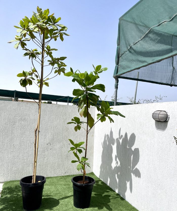 Terminalia catappa “Indian Almond Tree” شجرة اللوز الهندية