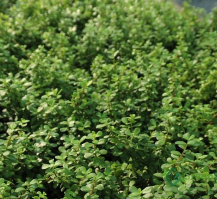 Portulacaria afra “Elephant Bush”