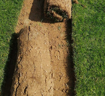 Natural Carpet Paspalum Grass “Paspalium vaginatum”