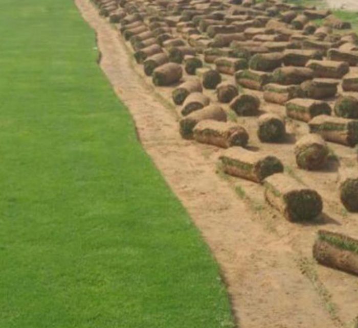 Natural Carpet Paspalum Grass “Paspalium vaginatum”