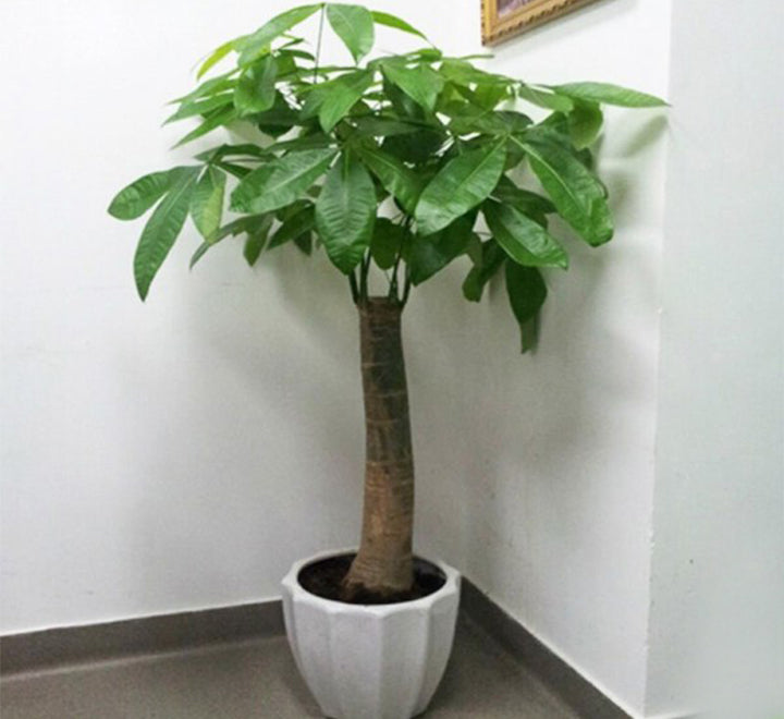 Pachira aquatica, Money Tree “120-150mm Trunk Dia”