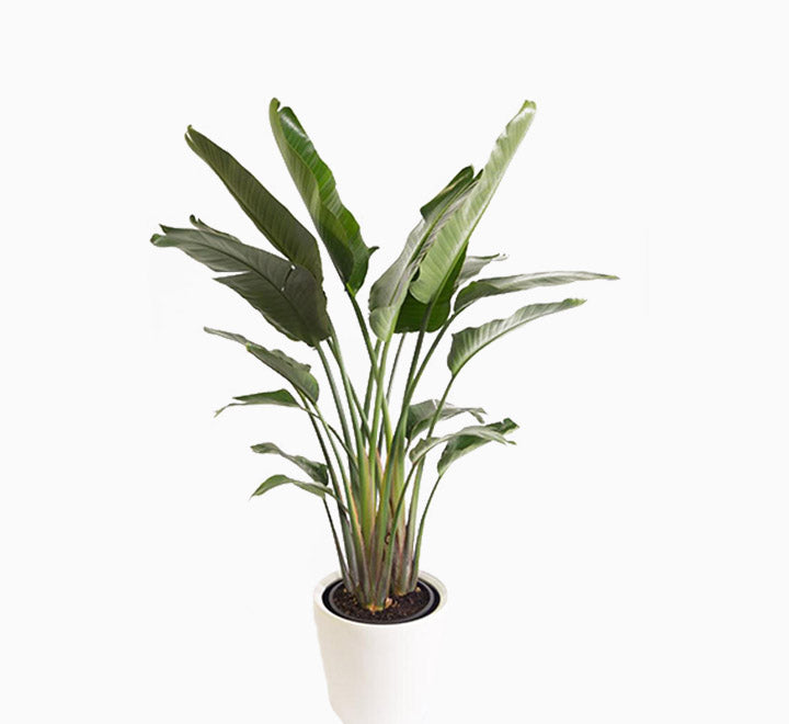 strelitzia nicolai or Bird of Paradise طائر الجنة
