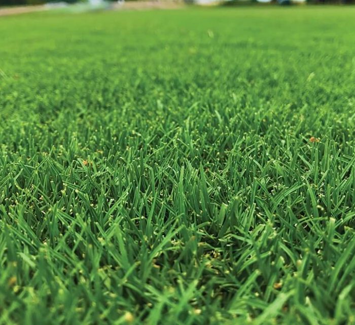 Natural Carpet Bermuda Grass “American Bermuda”