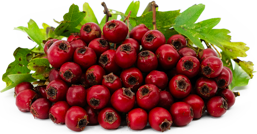 Berry Plant Related to Hawthorn, The Forgotten Superfood with Ancient Roots