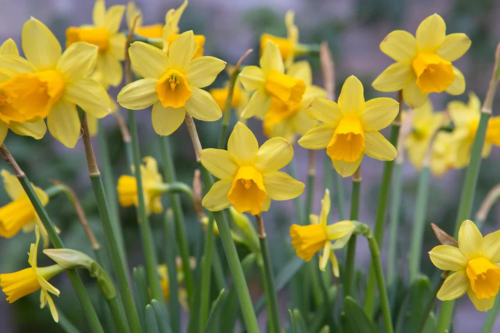 When to Plant Daffodil Bulbs, The One Secret Timing Experts Swear By