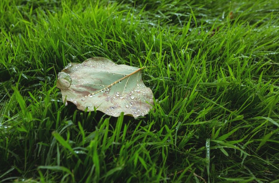 At What Temperature Does Grass Stop Growing? The Answer May Surprise You