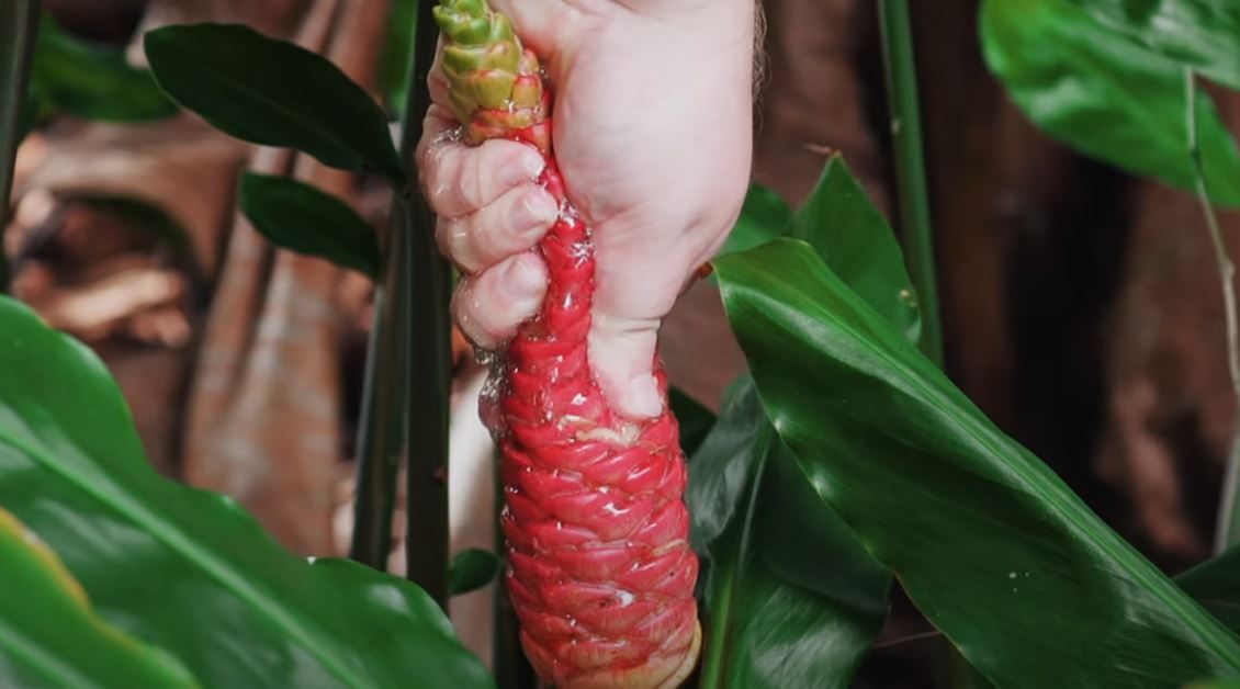 Awapuhi Plant, The Ancient Hawaiian Shampoo That’s Making a Modern Comeback
