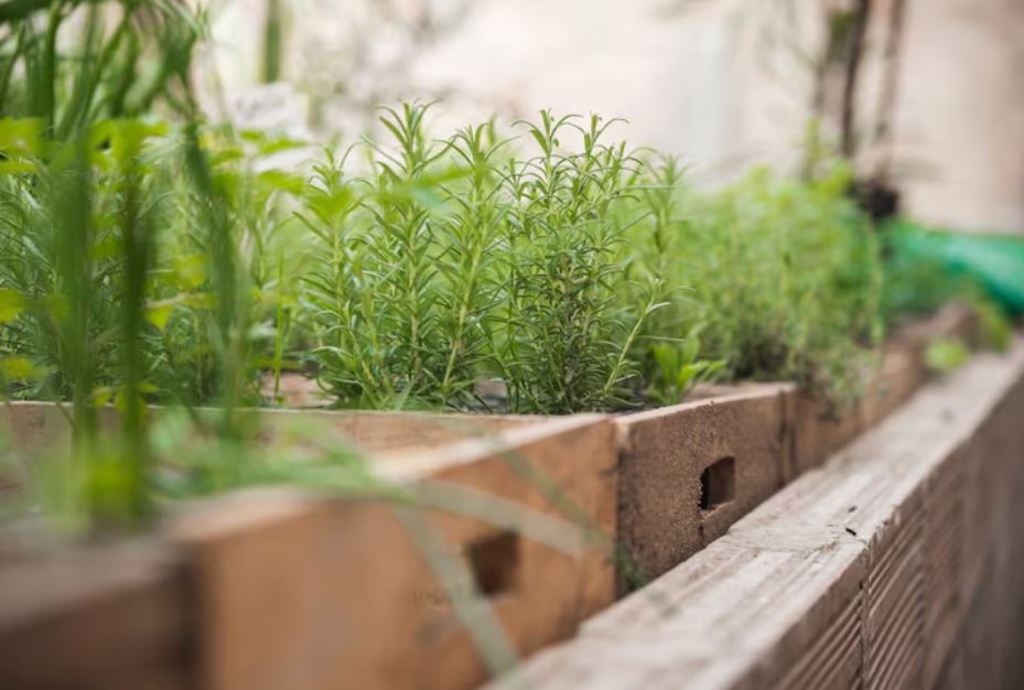 Balcony Herb Garden – The Remarkably Effective Way to Elevate Everyday Cooking
