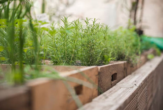 Balcony Herb Garden – The Remarkably Effective Way to Elevate Everyday Cooking