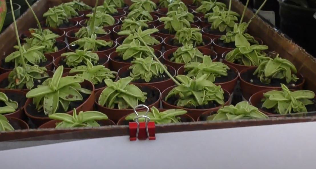 Butter Wort Plant, The Carnivorous Houseplant That Outsmarts Flies