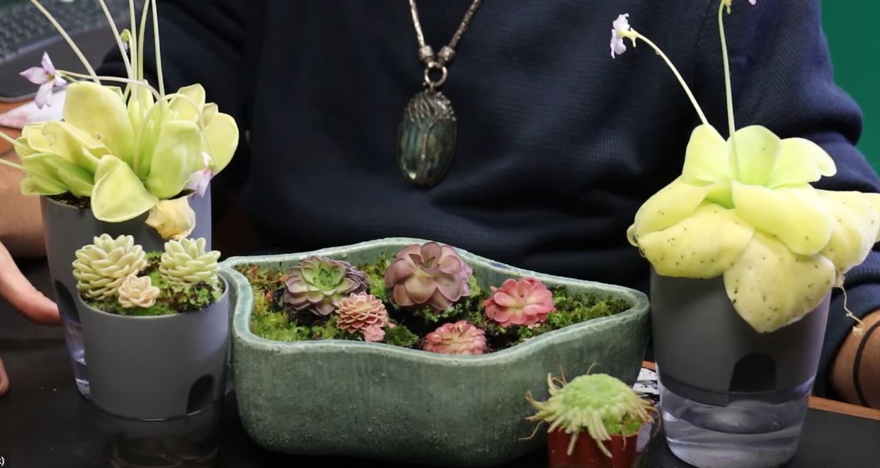 Butterwort Plant, Why Gardeners Are Turning to “Pings”