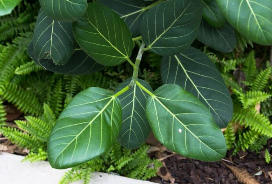 Camacho Plant and Its Surprisingly Affordable Role in Global Nutrition