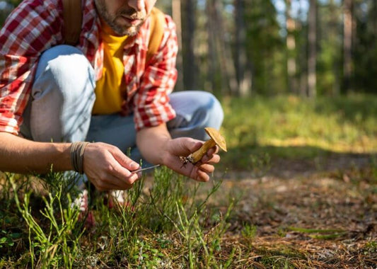 Why September Could Be the Perfect Month to Sow Grass Seed