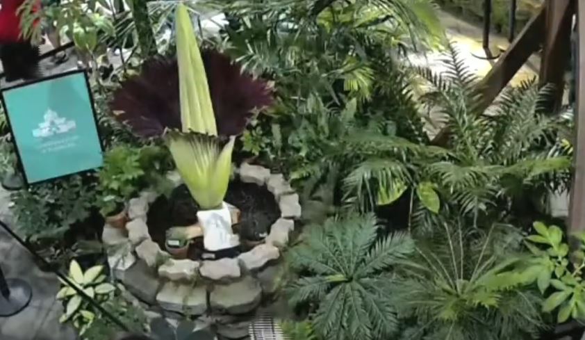 San Francisco’s Corpse Flower Stuns with Rare Bloom and Rotting Smell