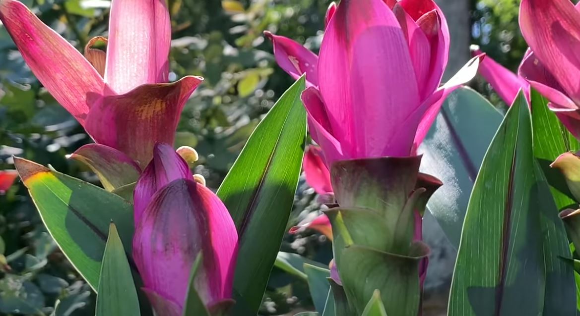 The Surprising Link Between Curcuma Plant Verzorging and Wellness Culture