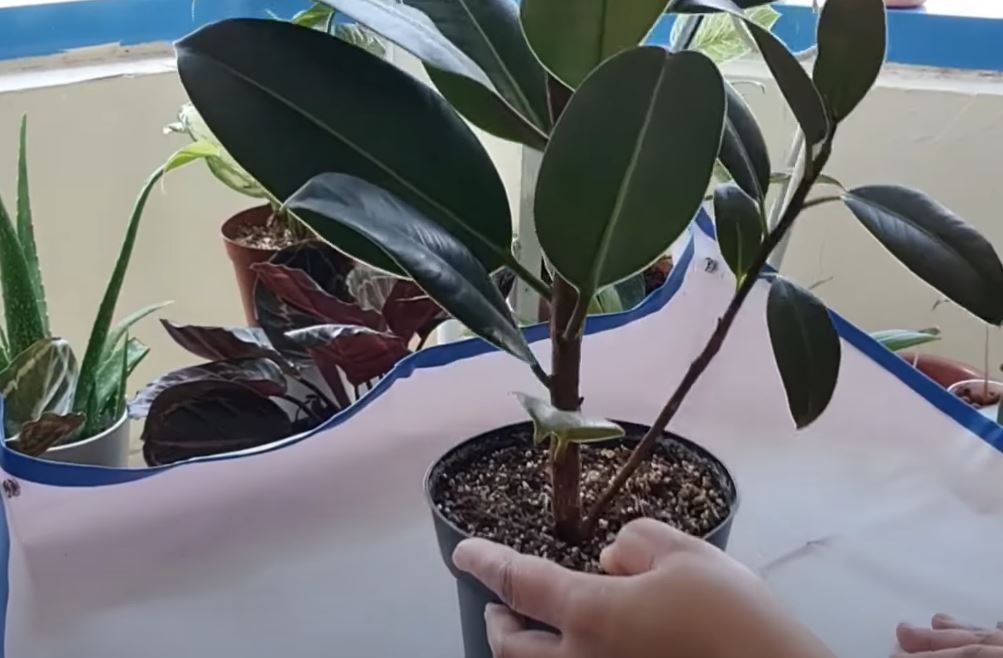 How To Propagate A Rubber Tree Plant, From One Stem to a Forest Indoors