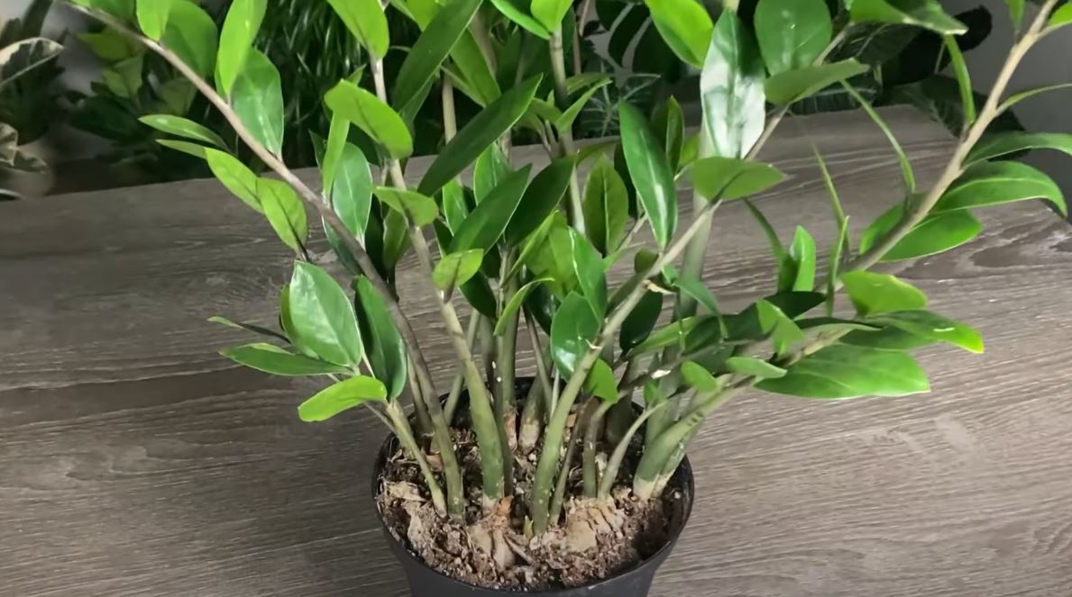 The Surprisingly Easy Secret, How To Propagate a ZZ Plant Correctly