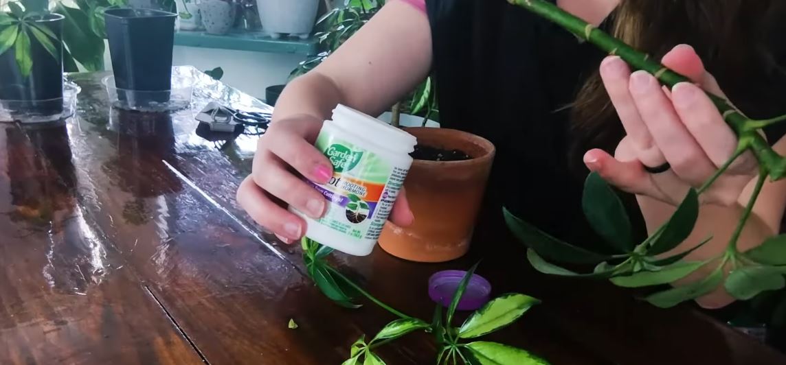 Learn How to Propagate an Umbrella Plant — Even If You’ve Never Grown One Before