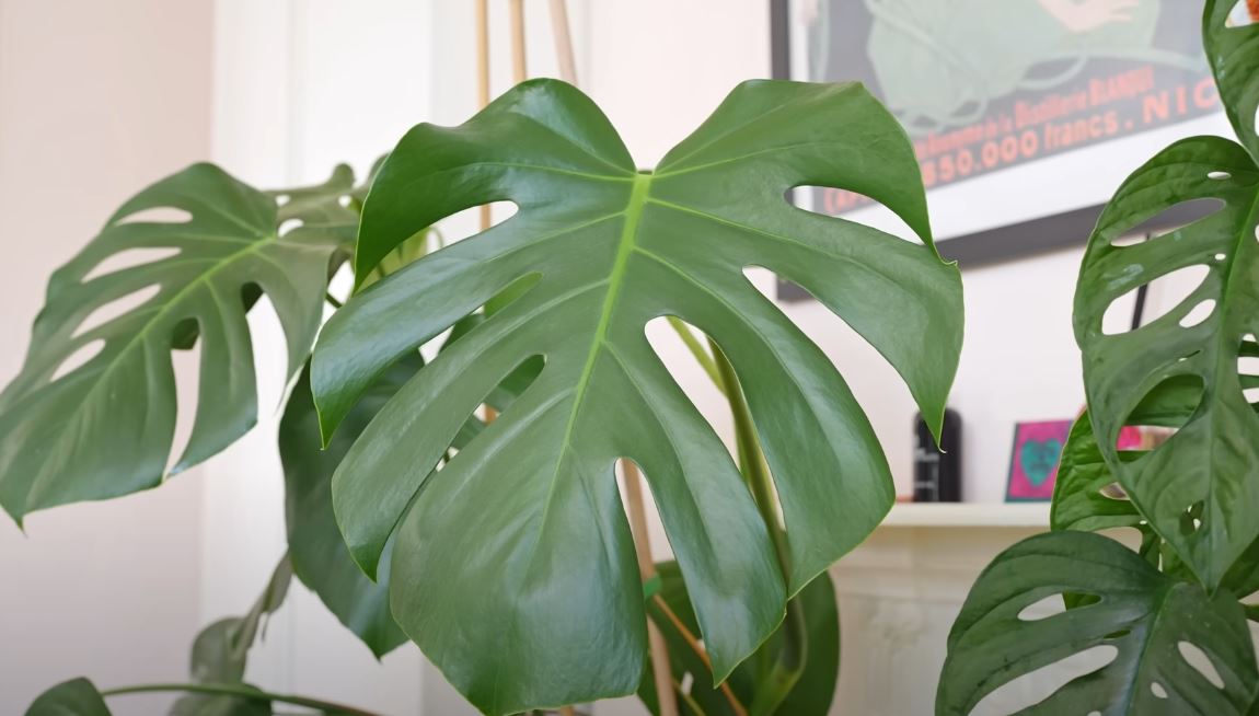 How To Propagate Cheese Plant, The Surprisingly Simple Hack Everyone’s Trying