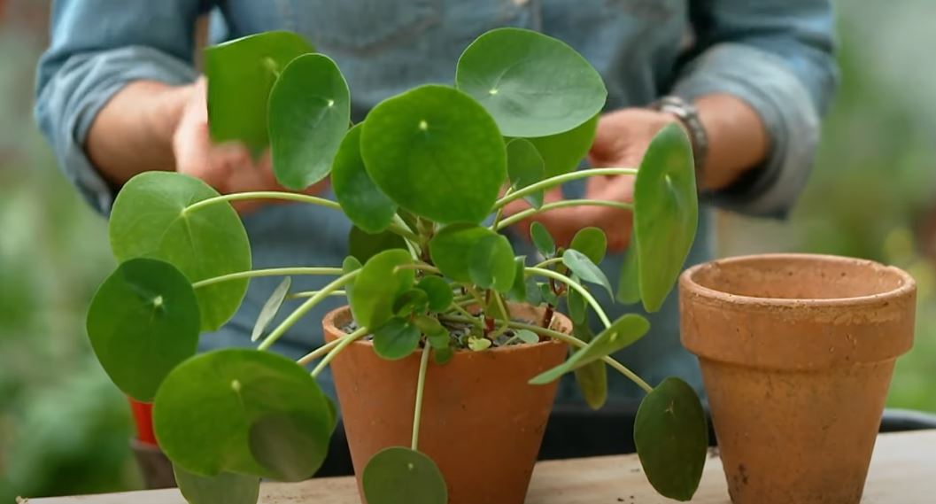 Why Everyone Is Learning How To Propagate Chinese Money Plant Right Now