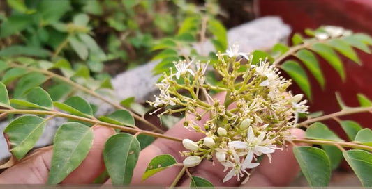 How To Propagate Curry Plant, The Celebrity Secret to Kitchen Gardens