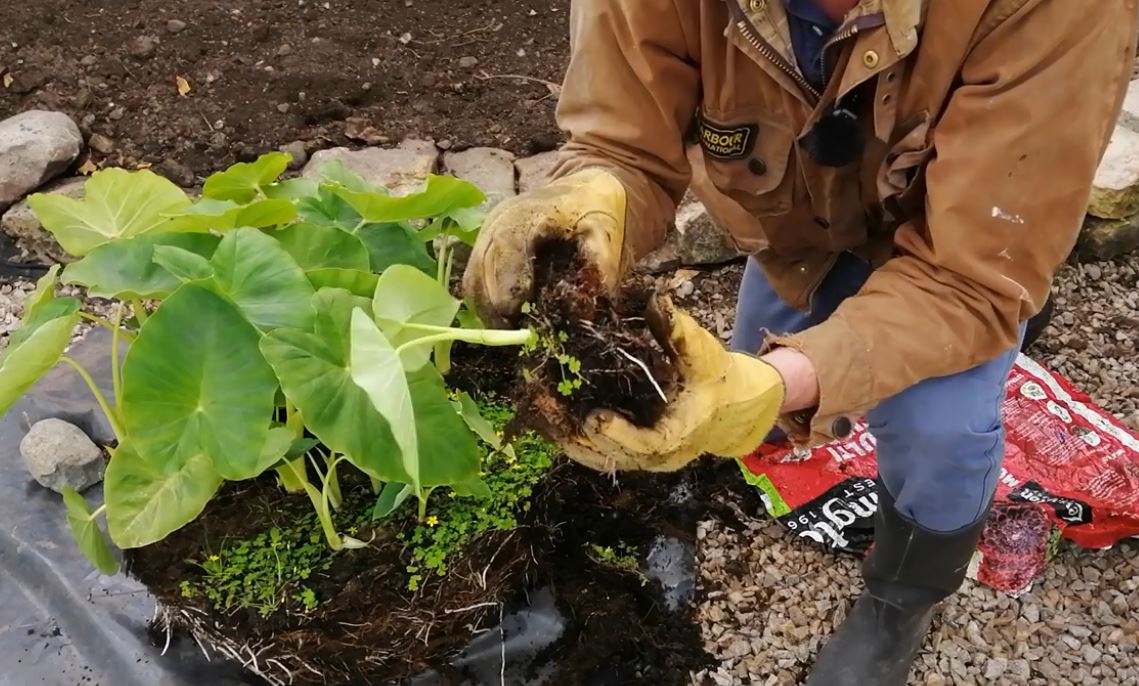 How To Propagate Elephant Ear Plant and Multiply Exotic Greenery at Home