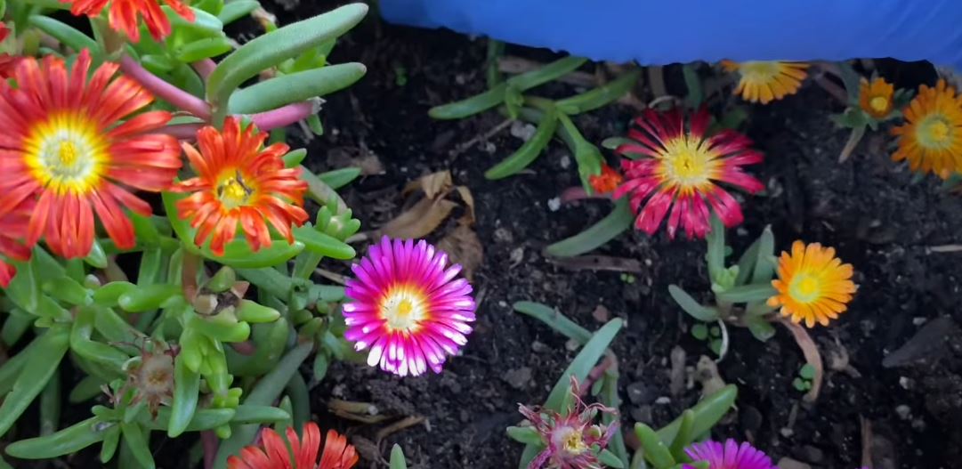 How To Propagate Ice Plant Like Garden Influencers Do on Instagram