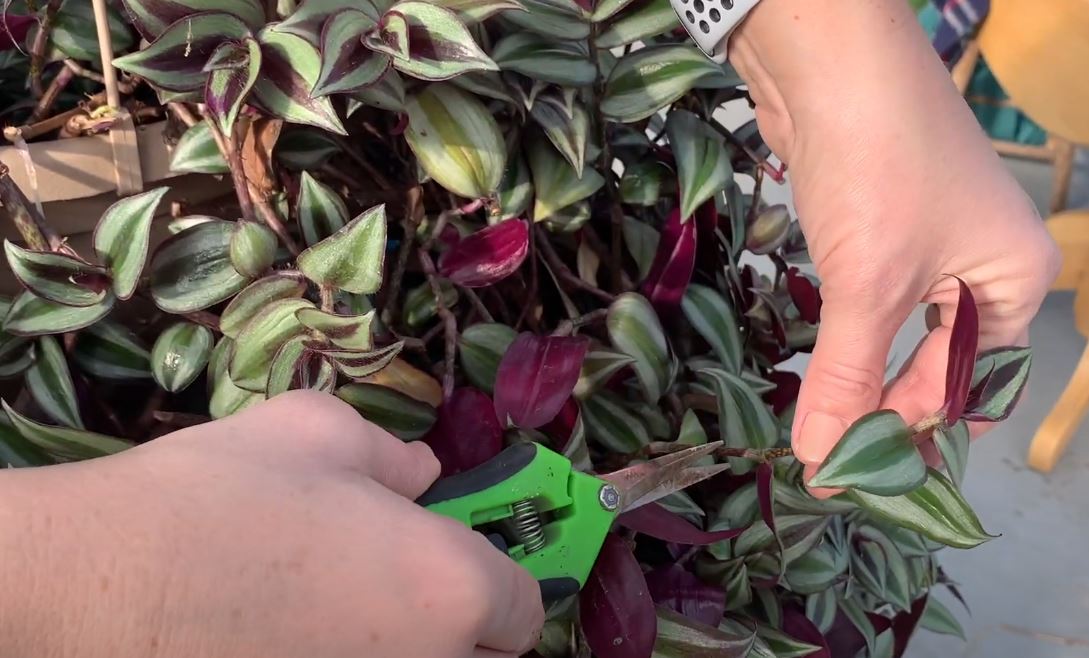 How To Propagate Inch Plant and Multiply Your Green Oasis Effortlessly