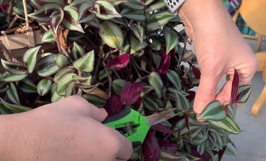 How To Propagate Inch Plant and Multiply Your Green Oasis Effortlessly