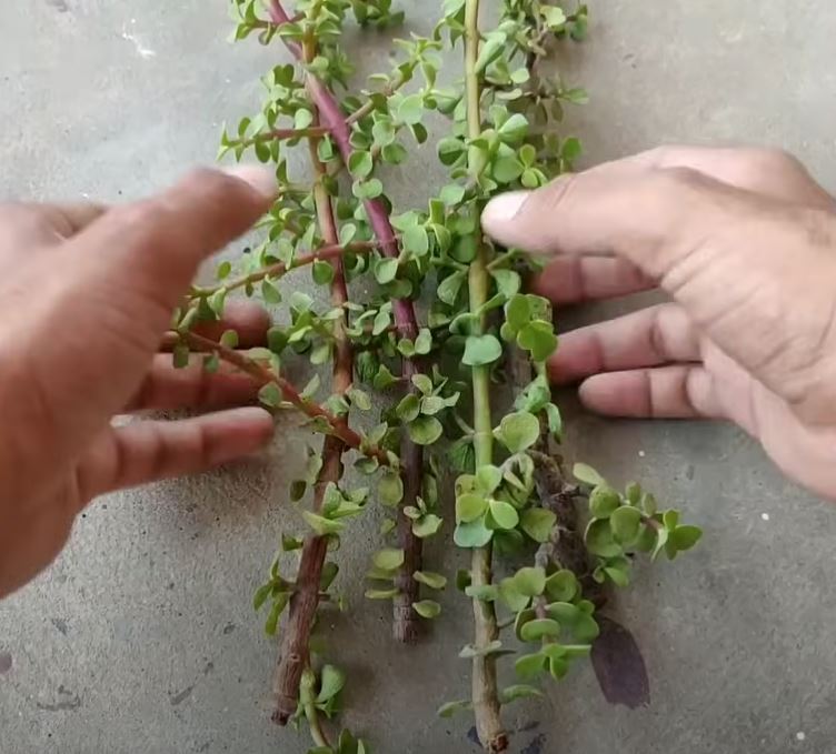 How to Propagate Jade Plant Successfully With TikTok’s Viral Hacks