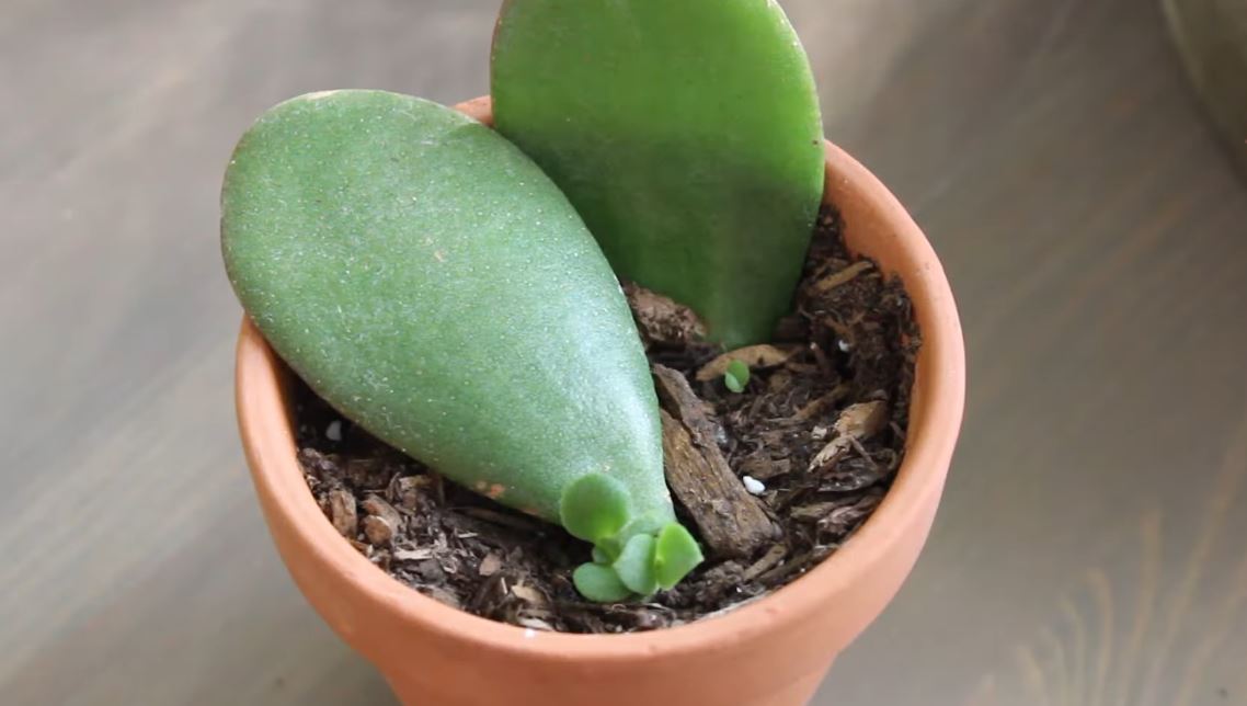 How to Propagate Jade Plant From Leaf — Why This “Callous” Method Changes Everything