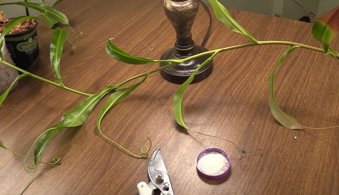 How to Propagate Pitcher Plant, A Remarkably Effective Guide for Beginners