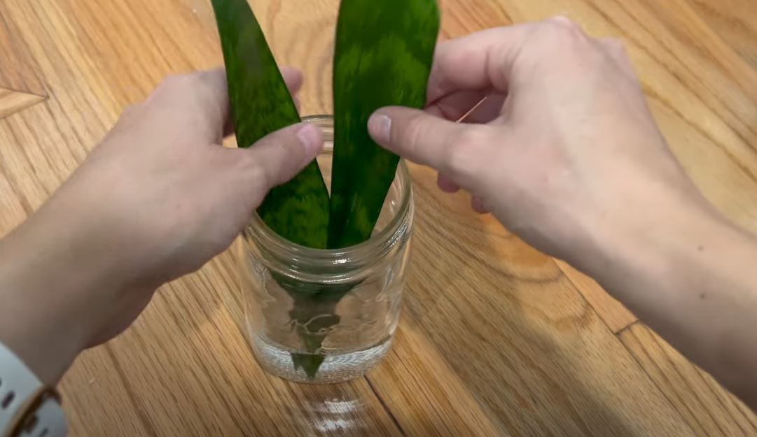 The Step-By-Step Guide: How To Propagate Snake Plant In Water Like Experts Do