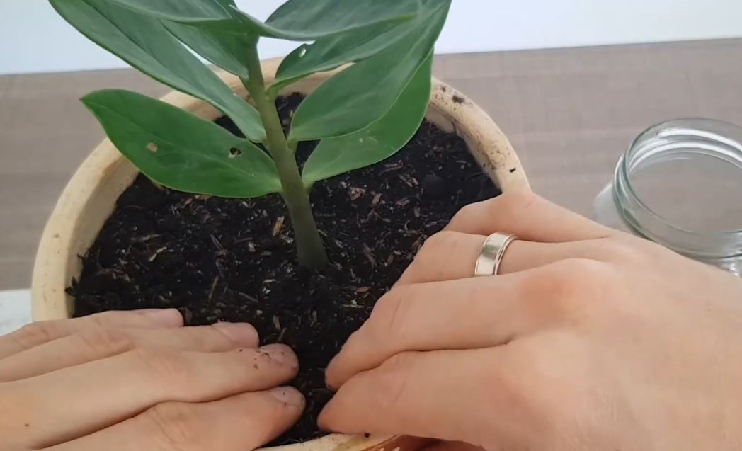How to Propagate ZZ Plant in Water — A Step So Easy Even Beginners Can’t Fail!