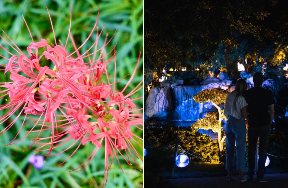 Why the Japanese Friendship Garden of Phoenix Is a Hidden Jewel in the Desert