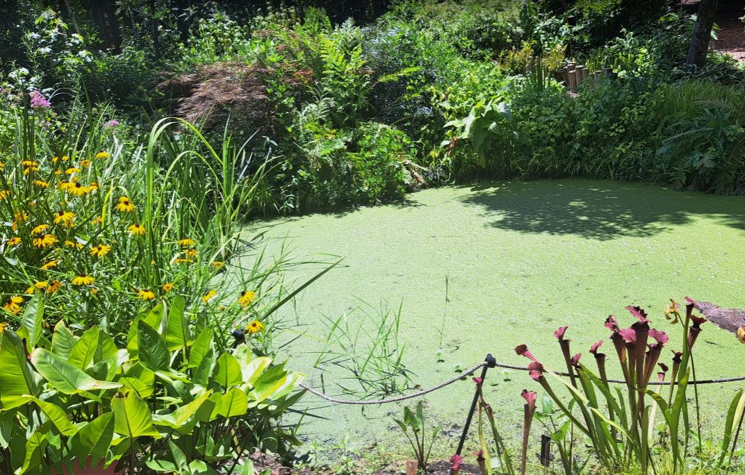 Juniper Level Botanic Garden Is Redefining Botanical Exploration—Here’s How