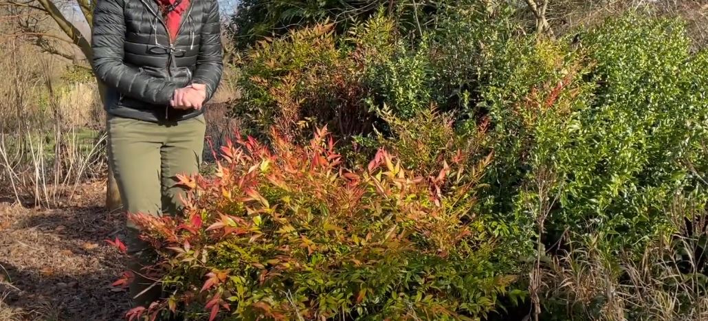 Why the Nandina Plant Is Both Loved and Loathed by Gardeners