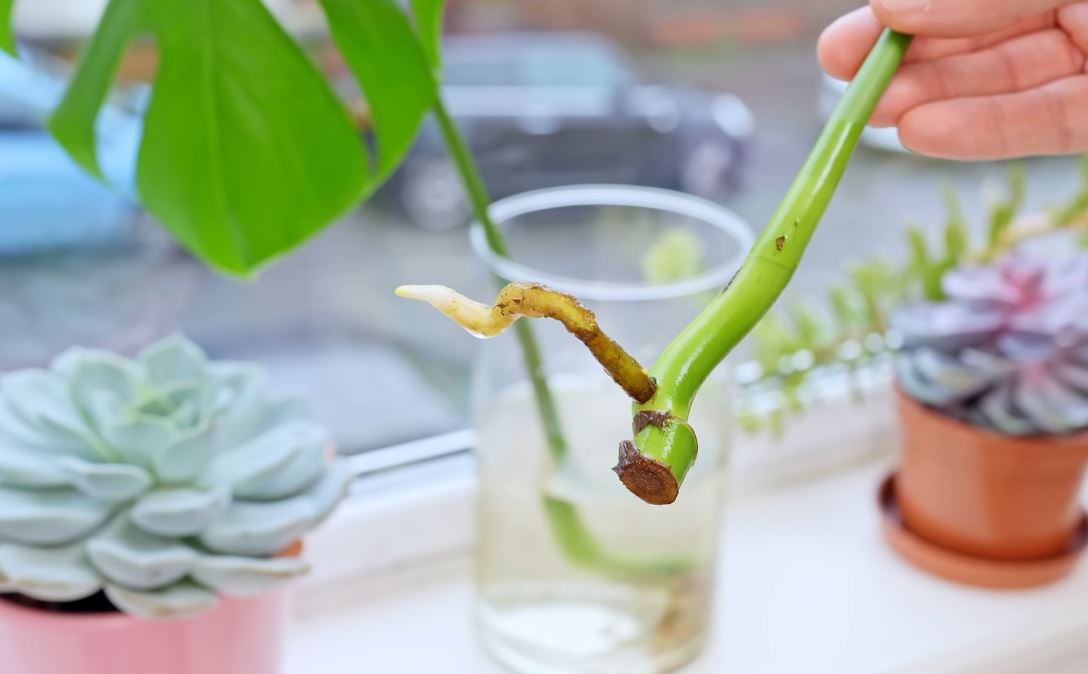 Propagate Cheese Plant, The Stylish Green Trend Spreading Through Celebrity Homes