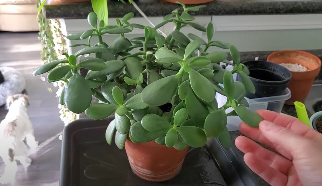Propagate Jade Plant Like a Pro, The Secret Garden Trend Celebrities Swear By