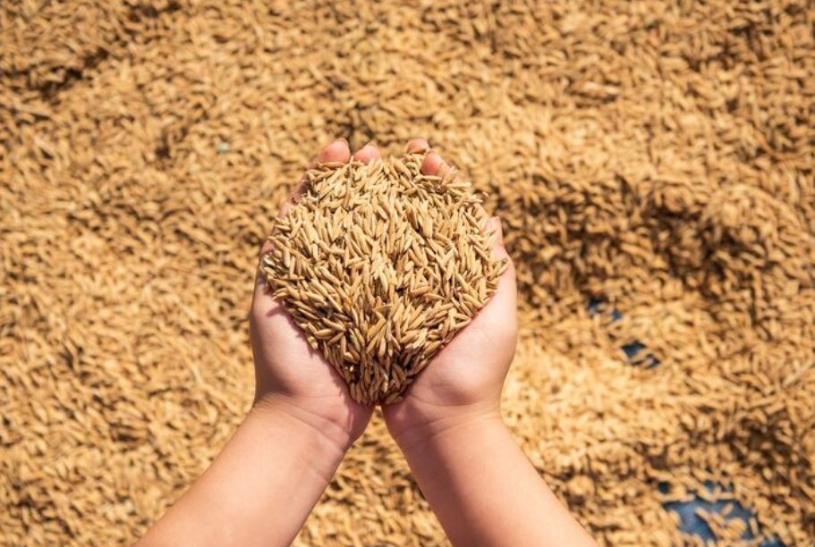 Why the Sesame Seed Plant Is the Superfood Source You Didn’t Know You Needed
