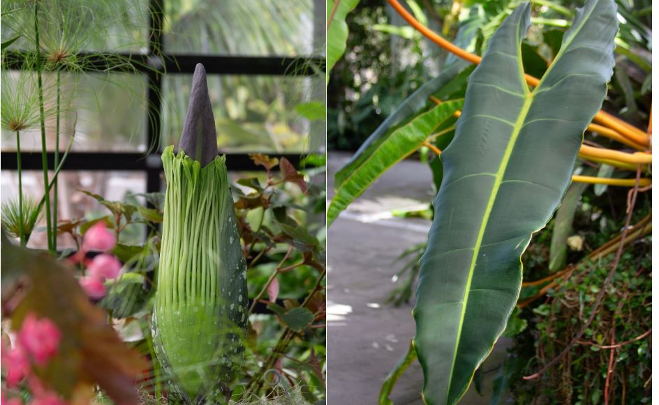 Why San Diego Botanic Garden Is the Hidden Oasis Celebrities Can’t Resist